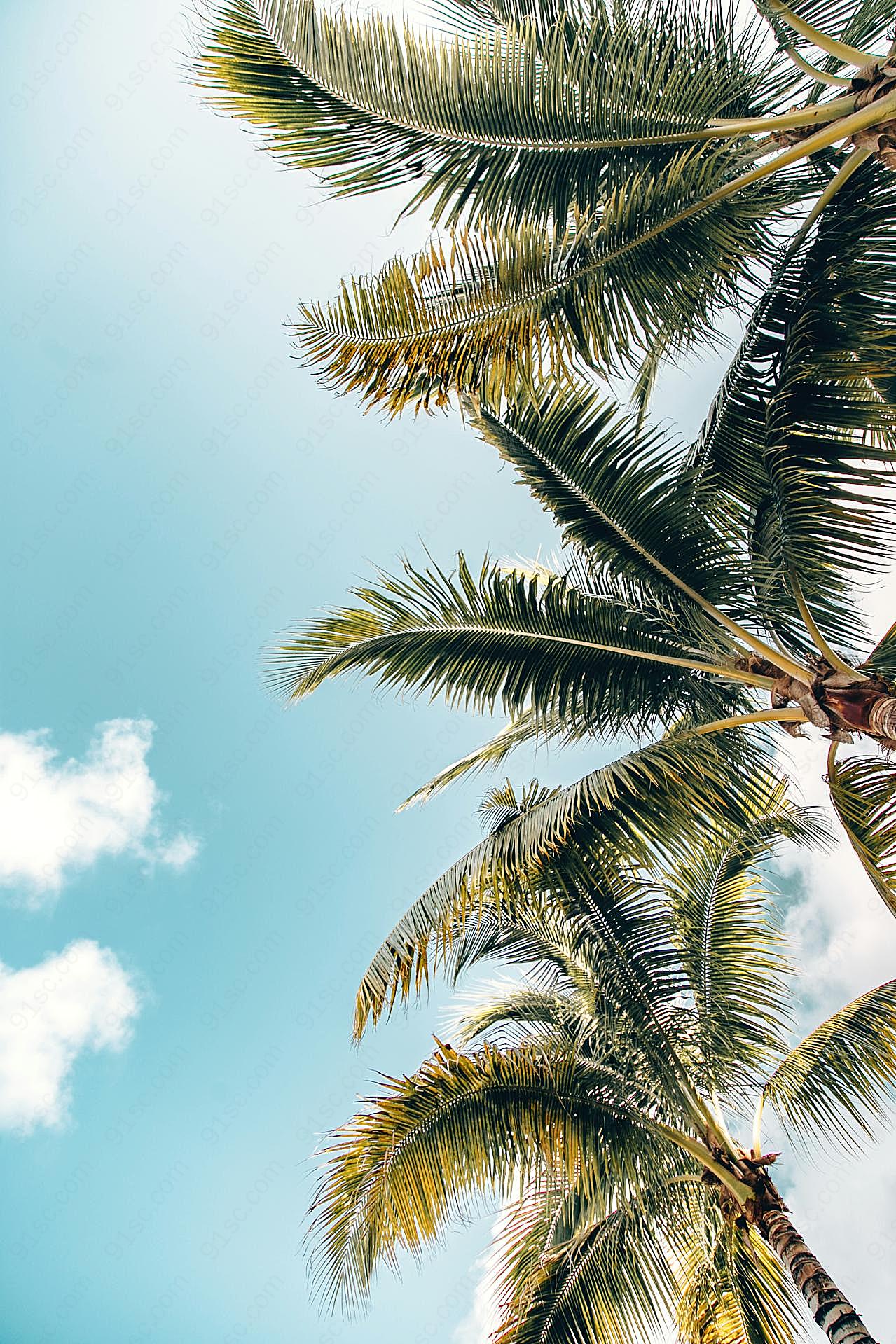 蓝天白云椰子树唯美图片高清摄影