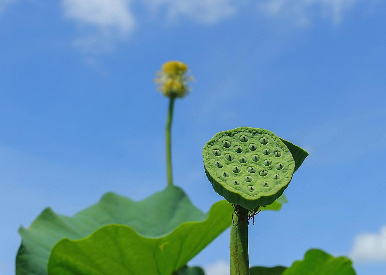 蓝天下莲蓬摄影图片