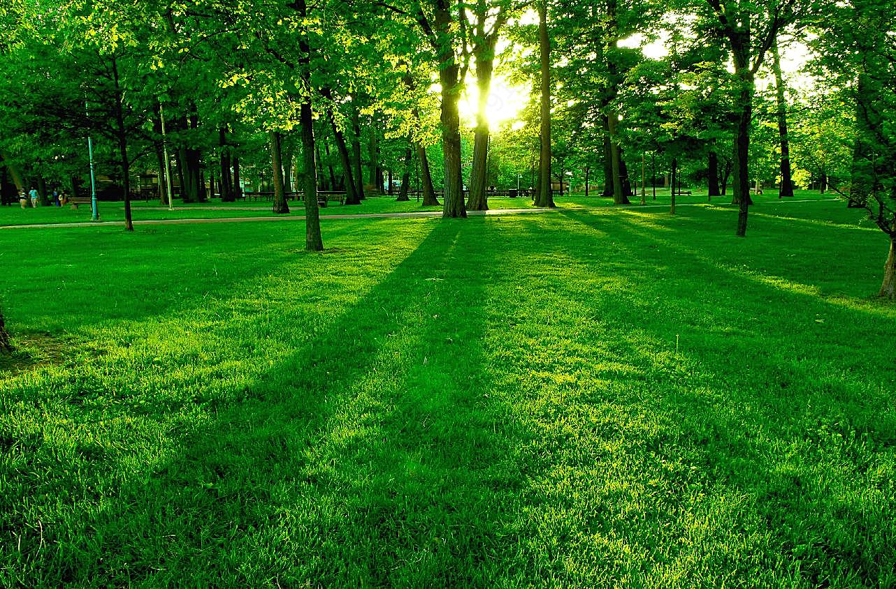 树木与草地黄昏自然摄影
