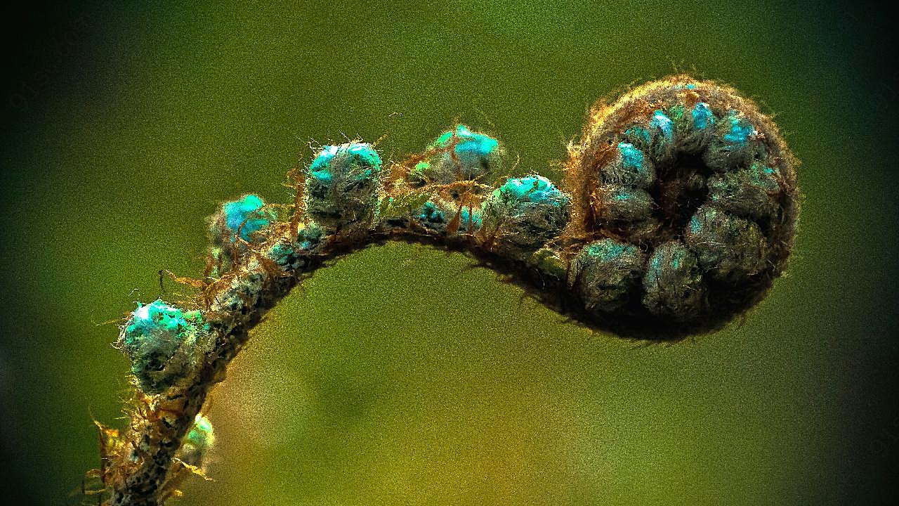 野生蕨类植物高清图片摄影