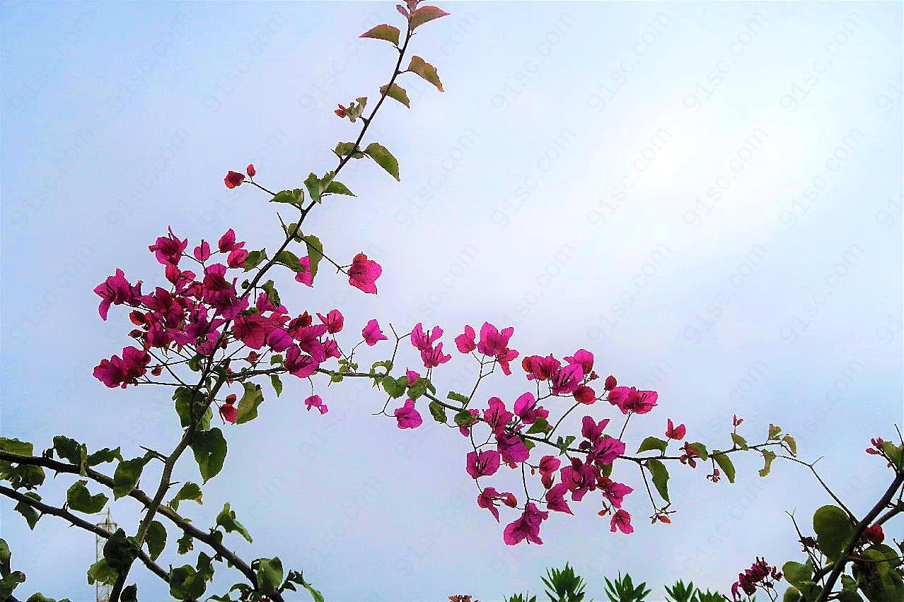 三角梅花枝花朵图片摄影