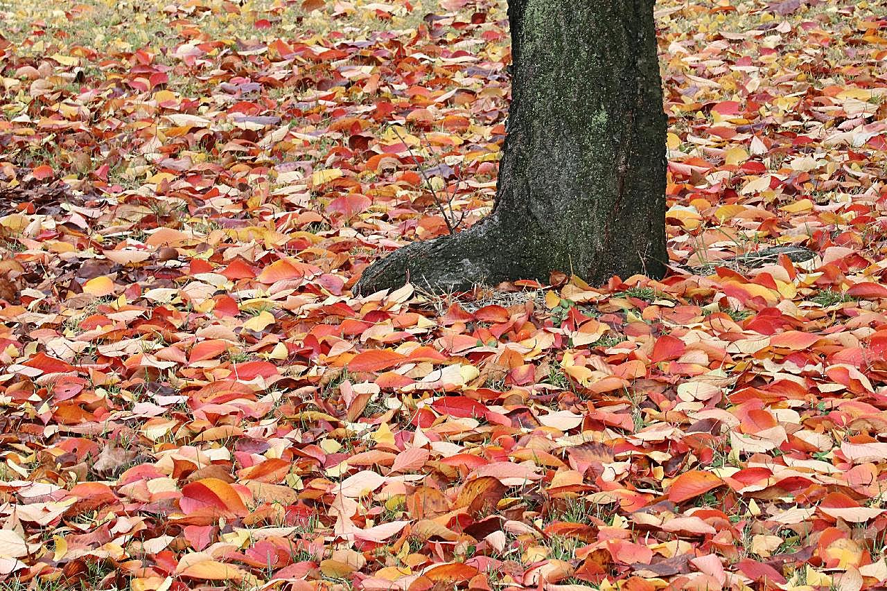秋天落叶图片树林