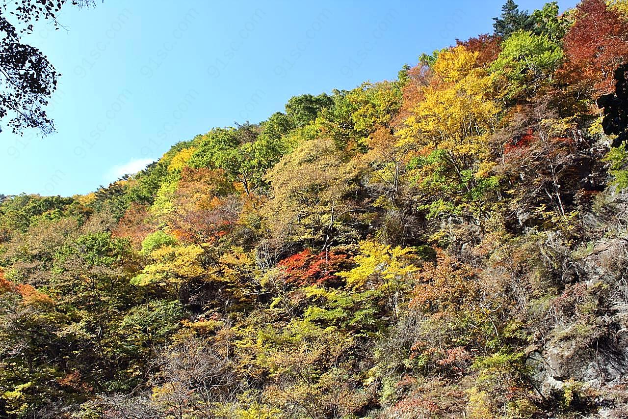 秋天森林风景图片景观