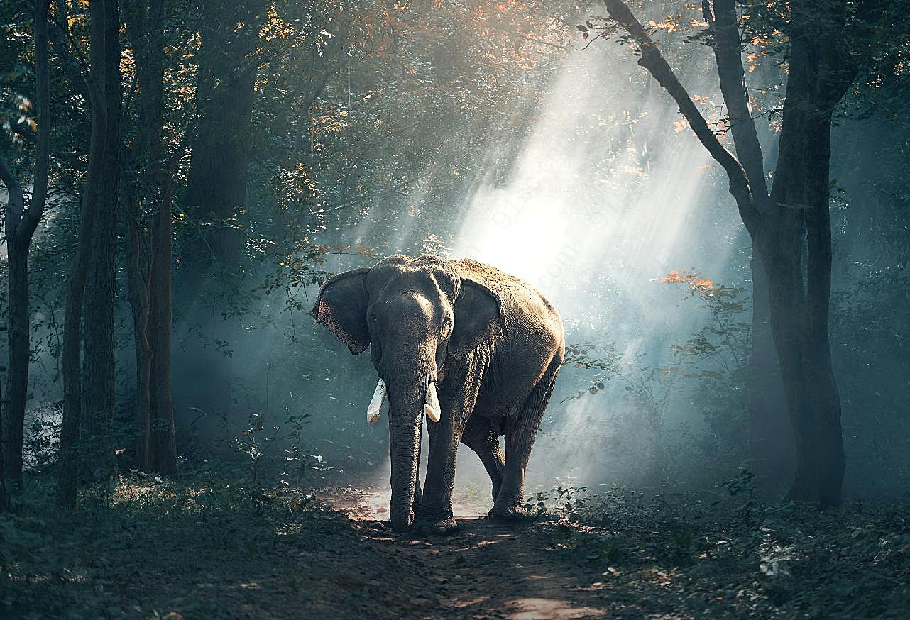 树林里的大象生物世界