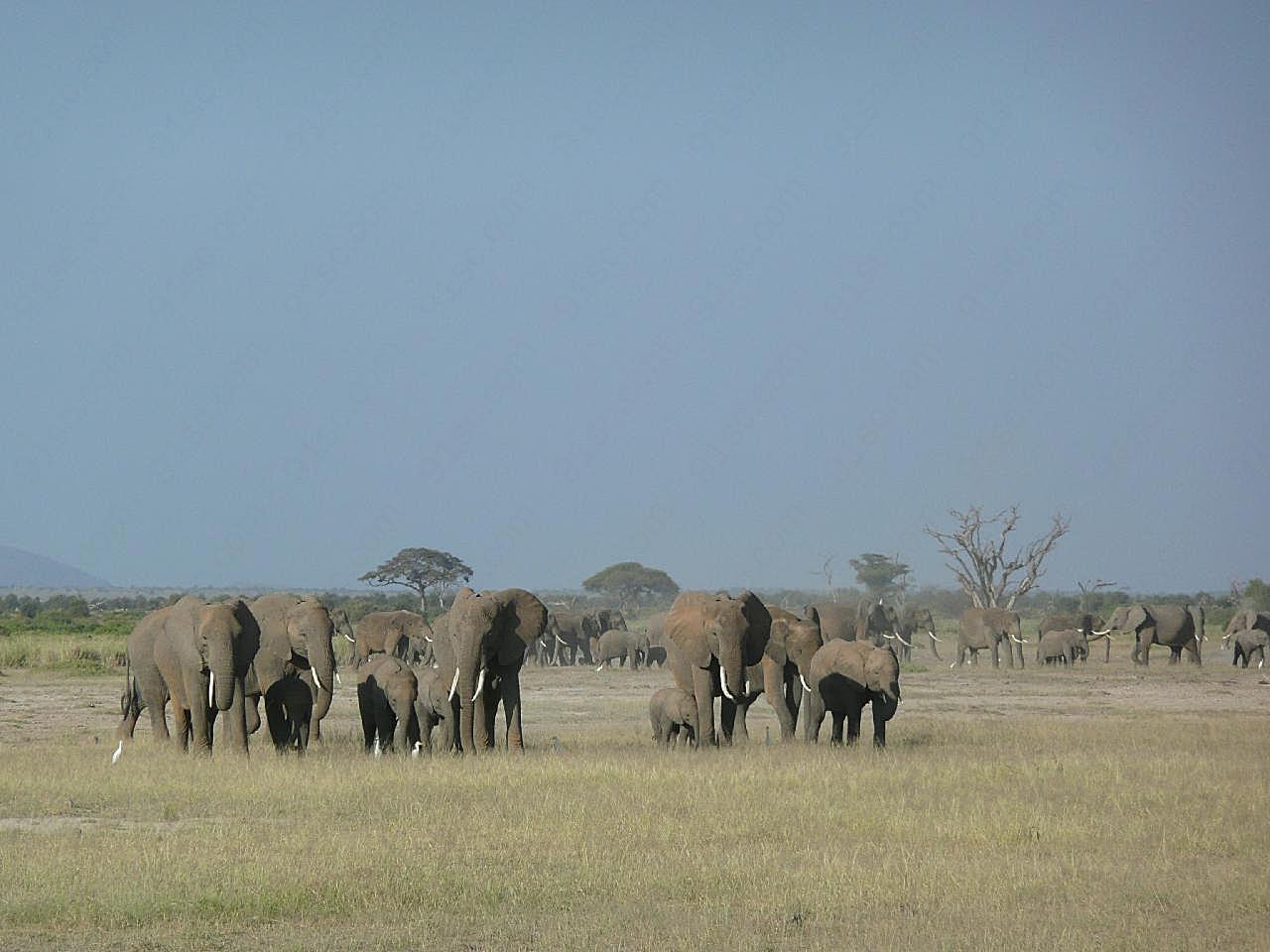 草原非洲象图片高清