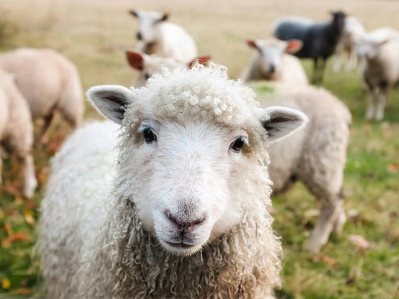 爱尔兰绵羊图片摄影