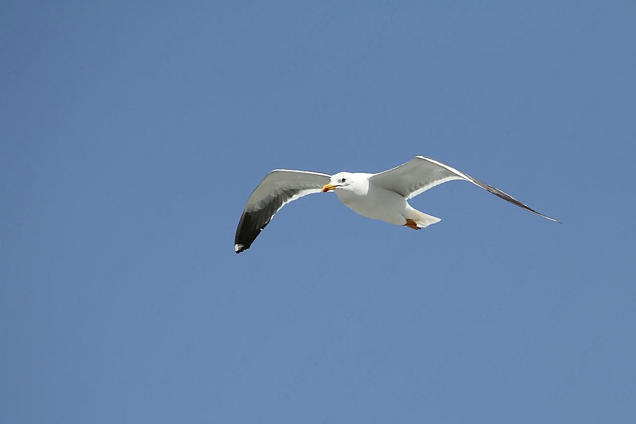 飞翔的白鸽图片飞禽世界