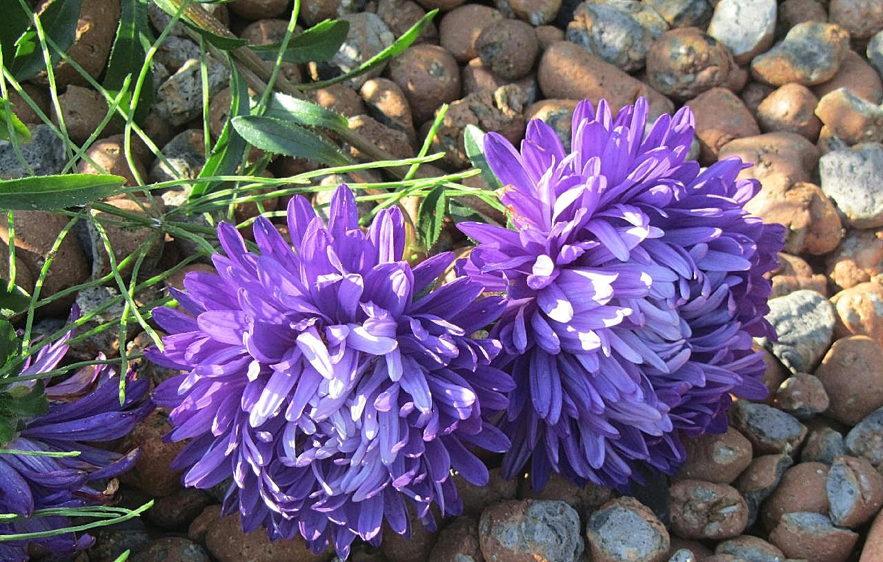 紫苑花图片摄影