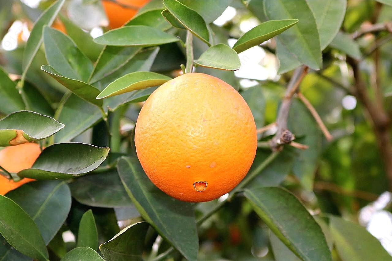 柑橘品种图片摄影