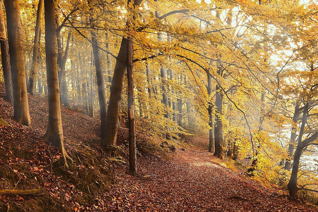 秋天金黄森林树木图片树林