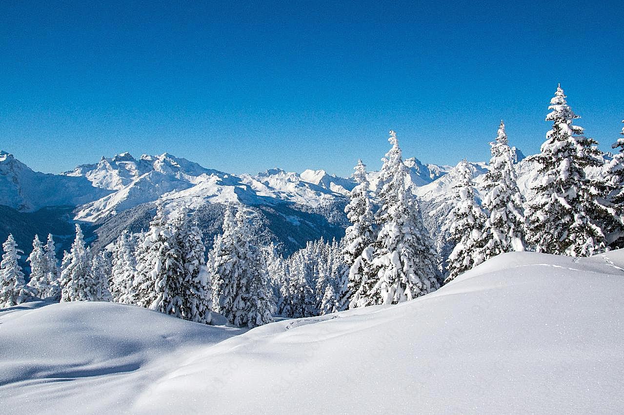 冬季雪松雪山图片摄影景观