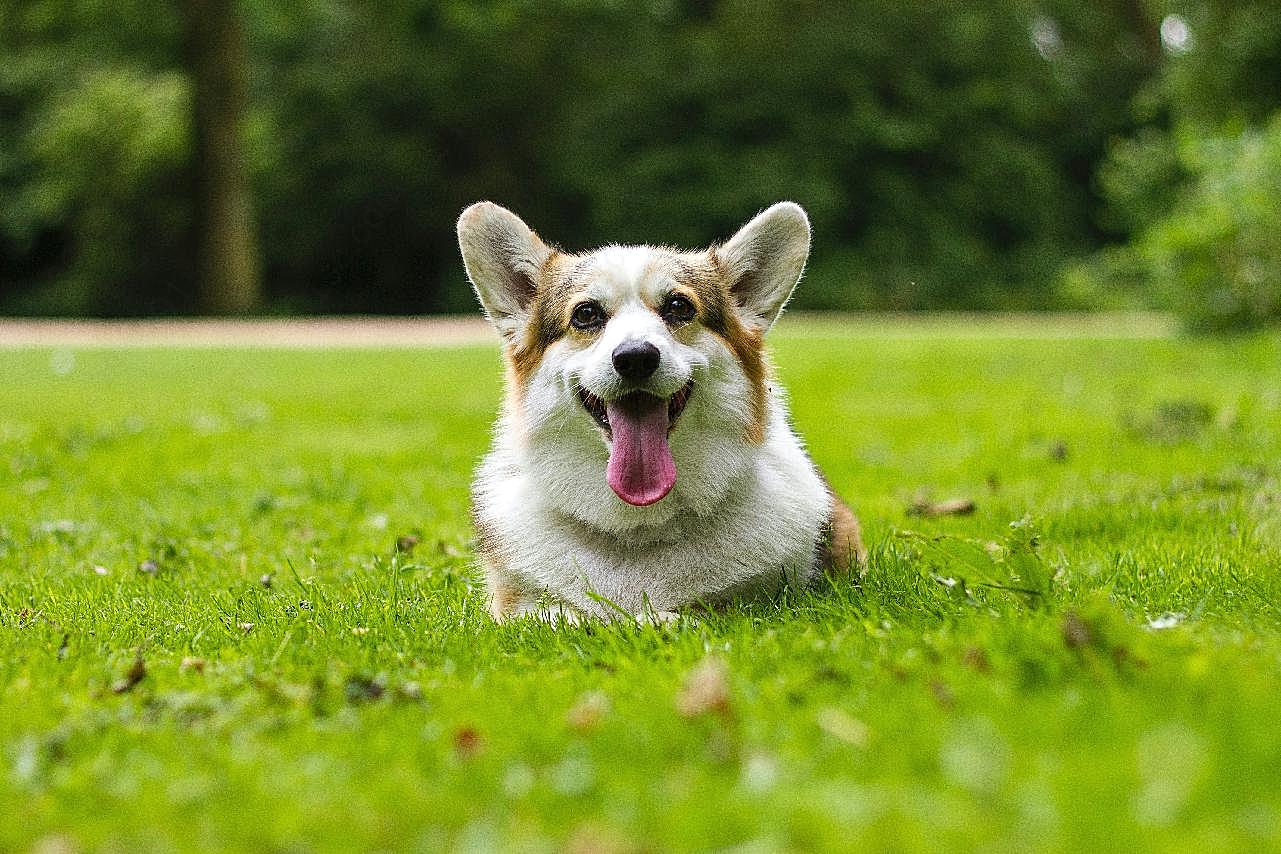 草坪上的柯基犬图片高清摄影