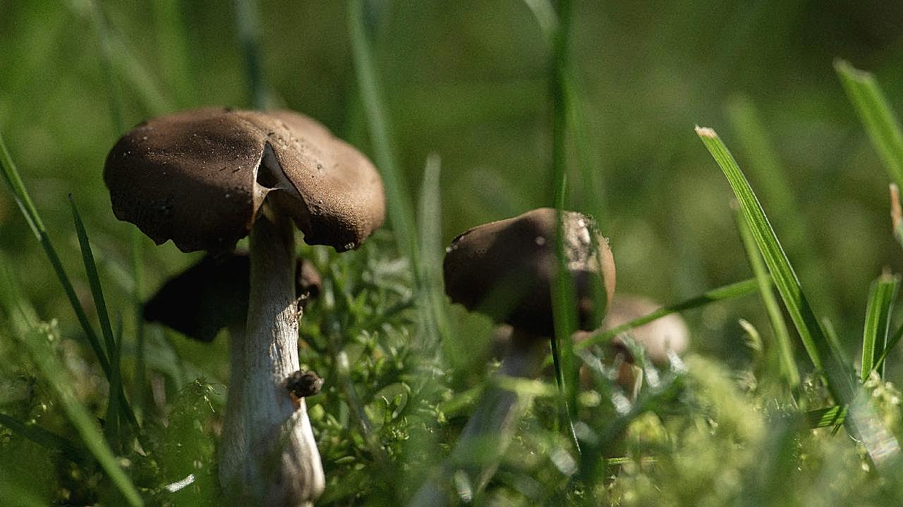 夏季食用图片蘑菇