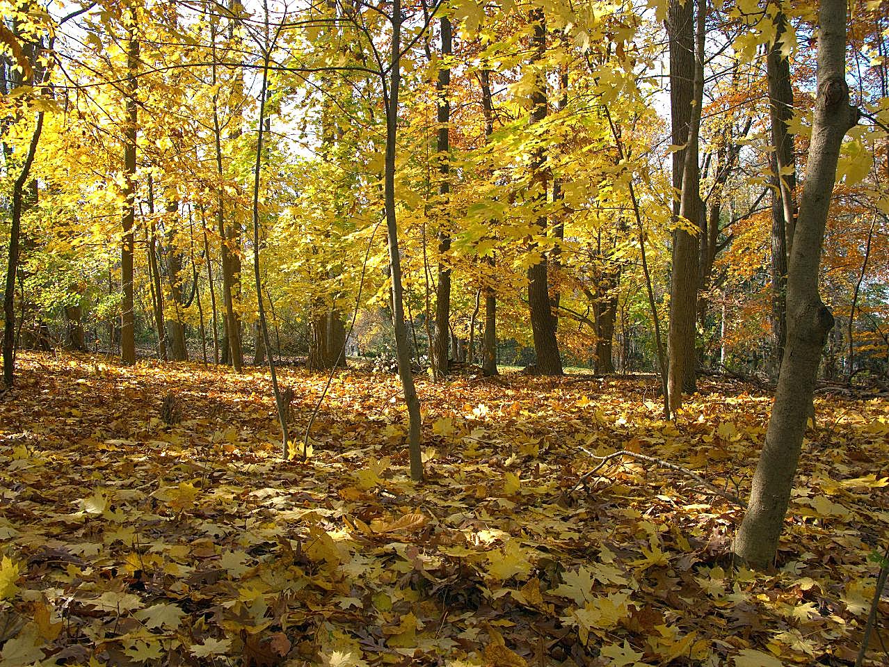 秋季树林图片下载枫叶