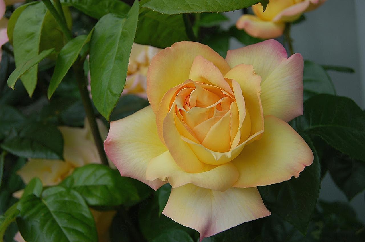 春天粉玫瑰素材图片高清摄影