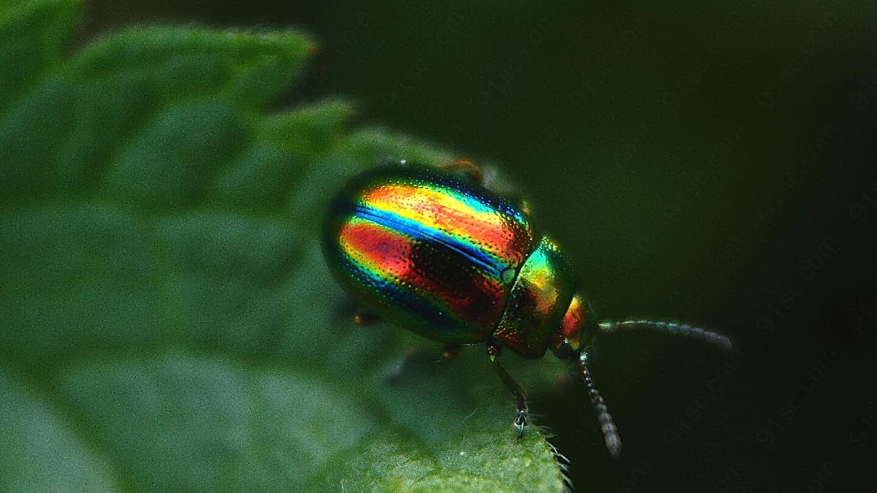 彩色甲虫图片高清