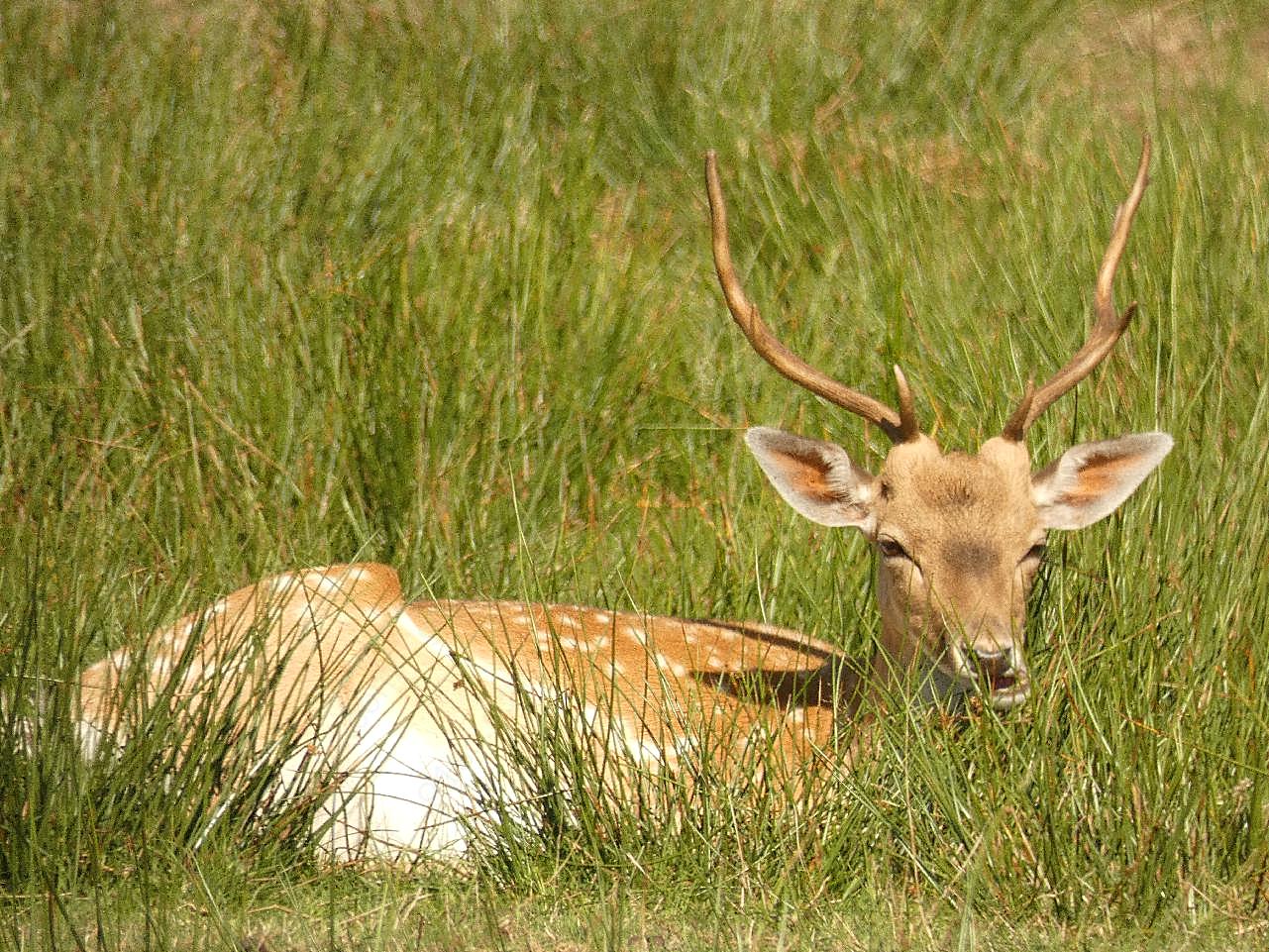 草地野生鹿休息图片动物图片