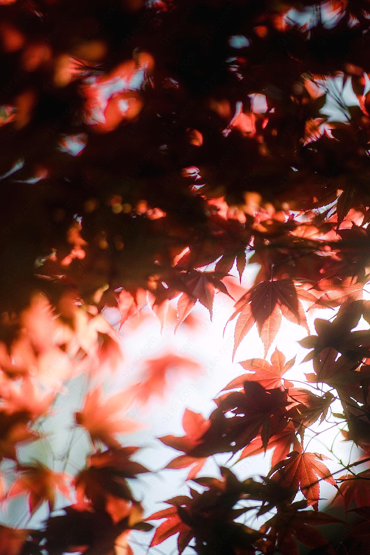 秋季红图片风景高清