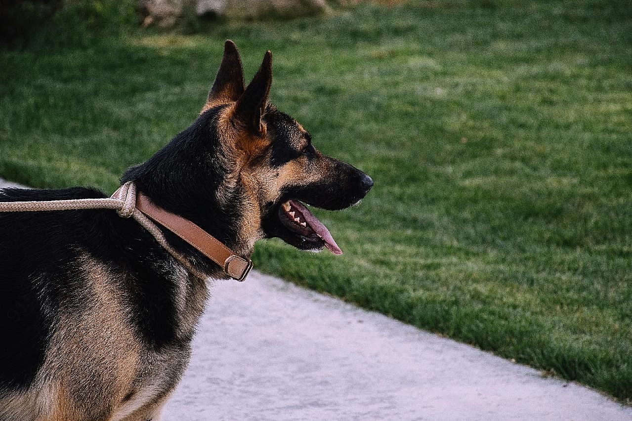 狼犬成年犬图片狗