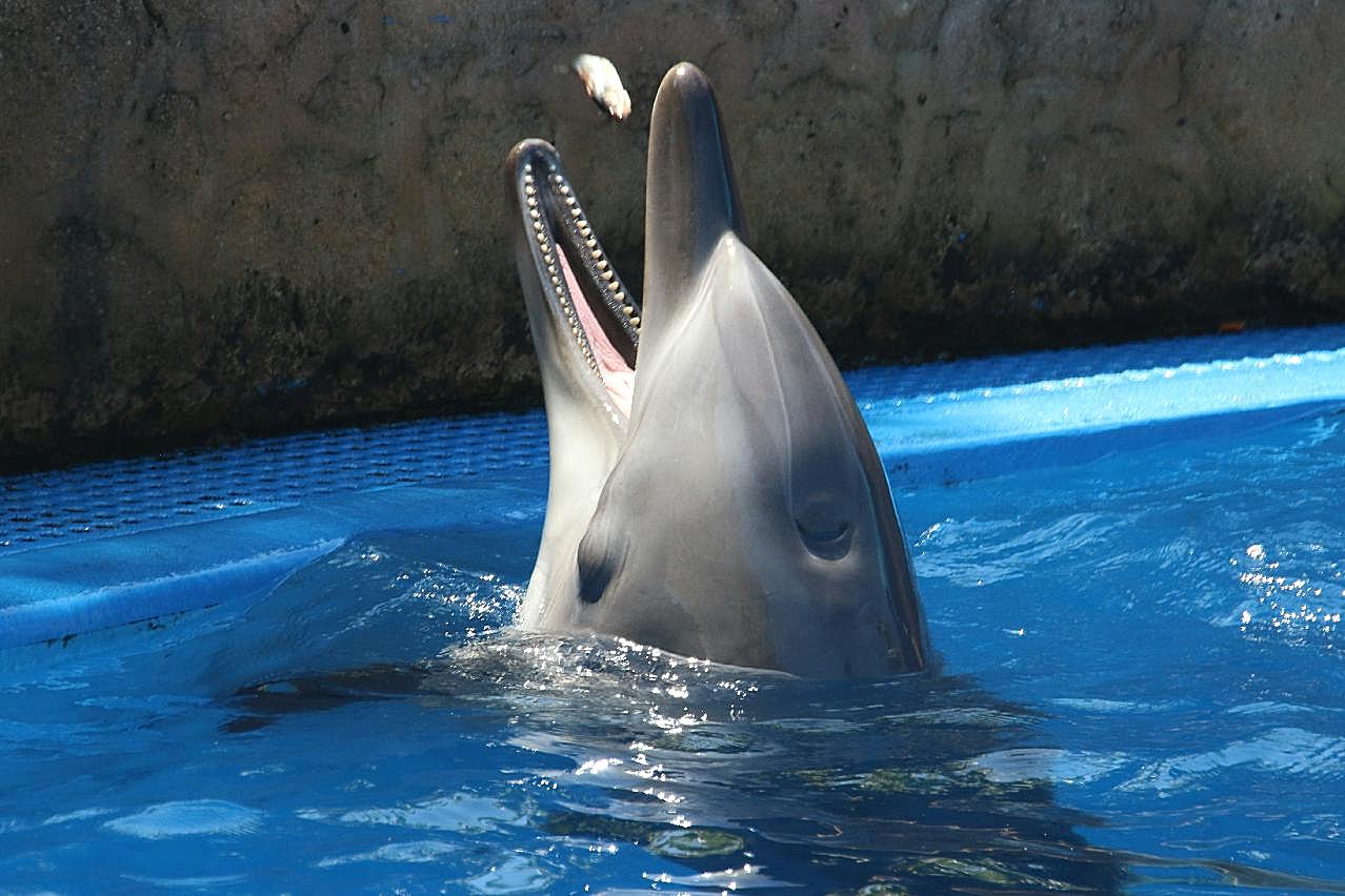 可爱海豚进食图片摄影
