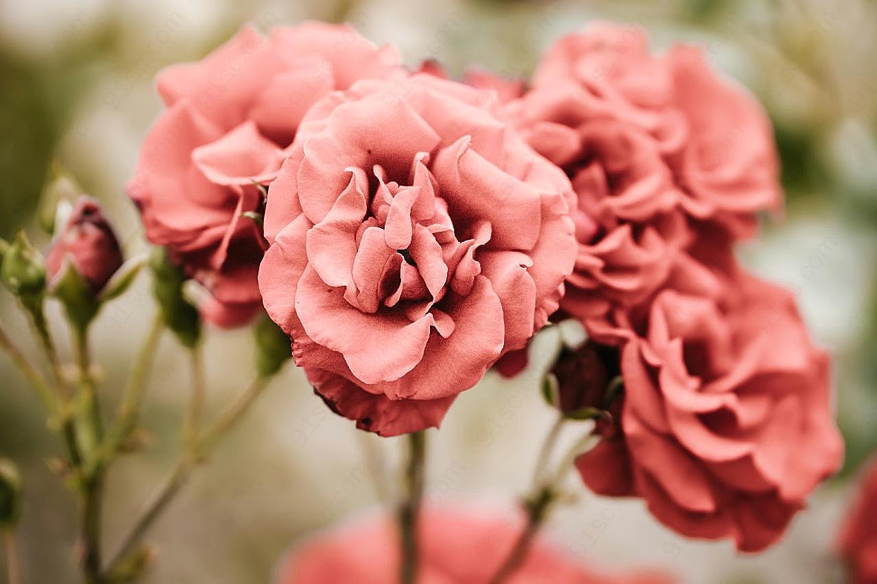 漂亮的粉玫瑰图片摄影高清
