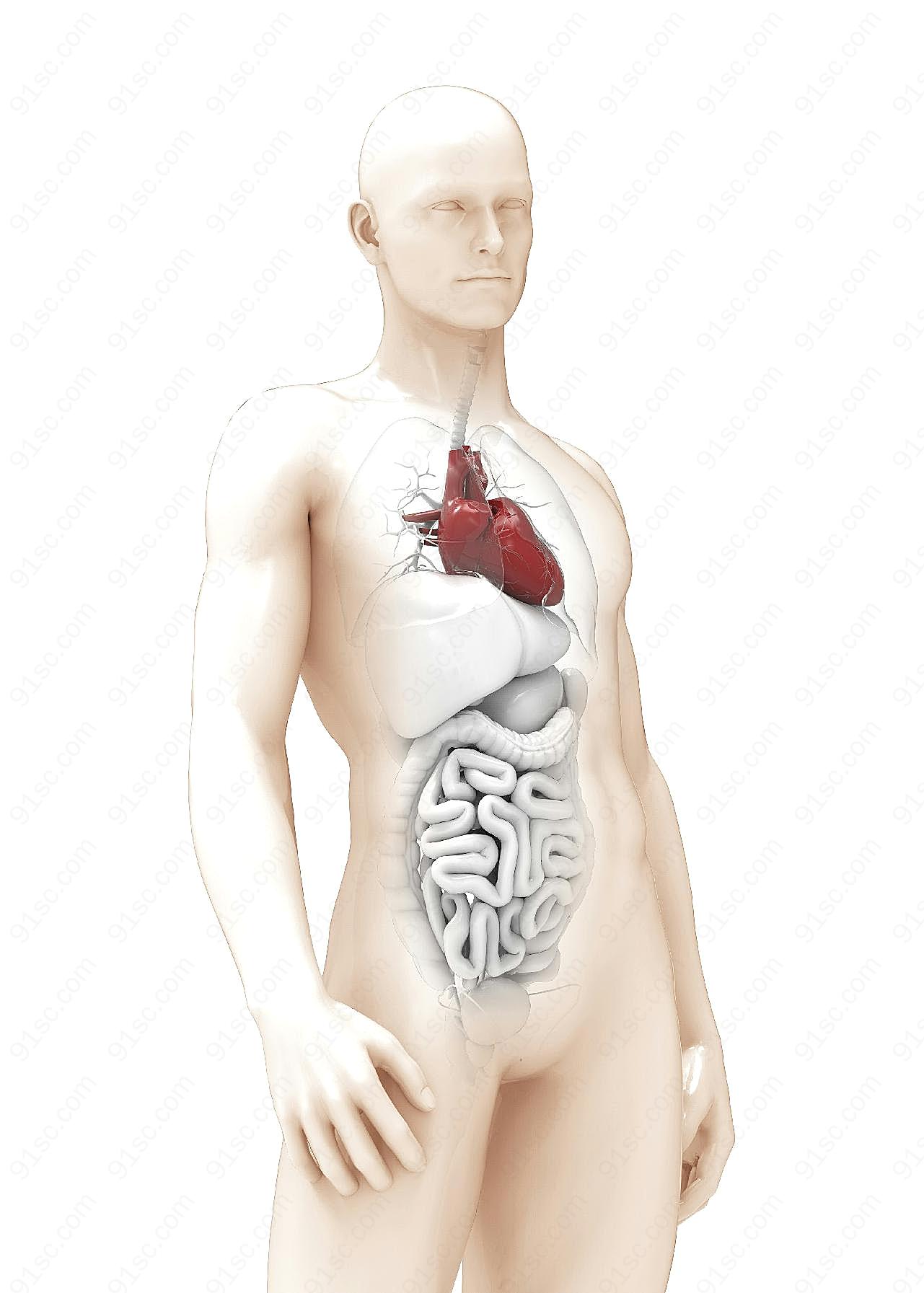 医学人体解剖结构图片医疗保健图片