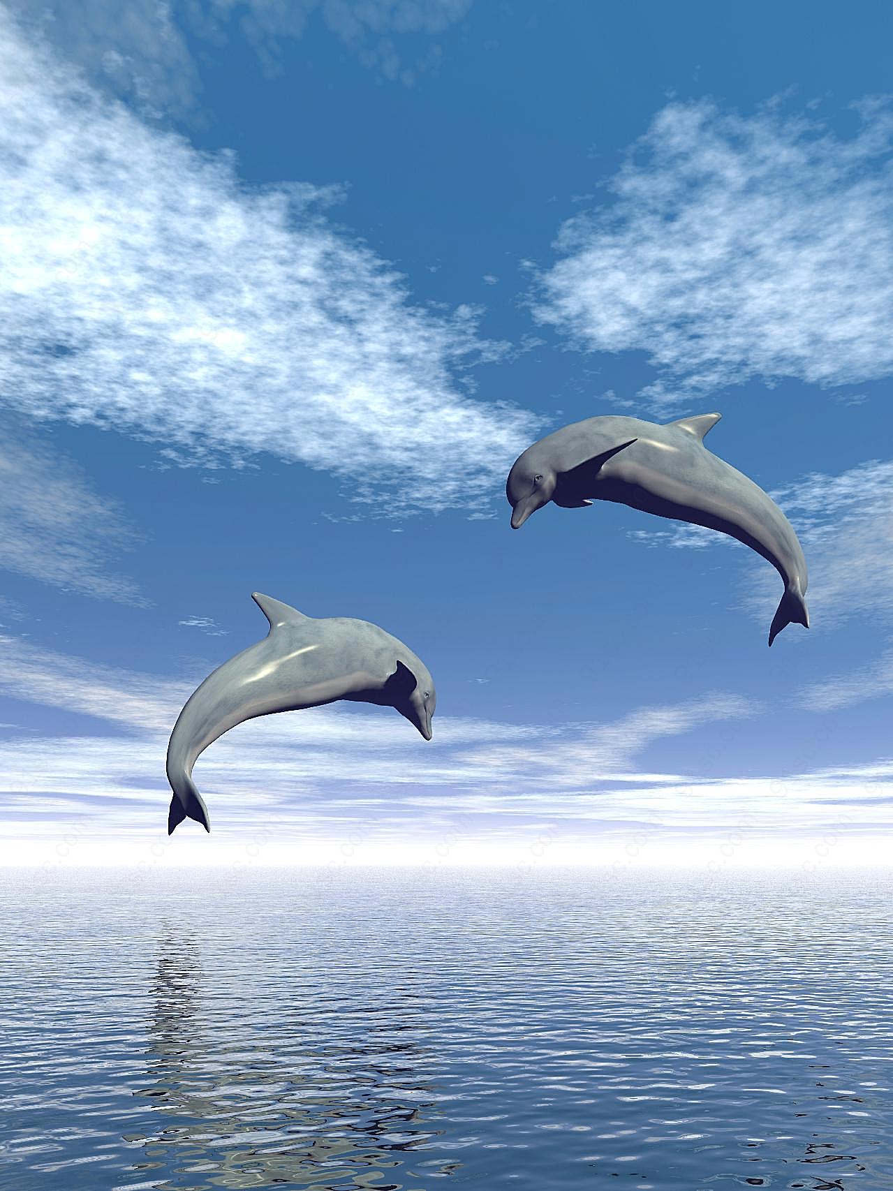 高清蓝天海豚图片下载海洋生物