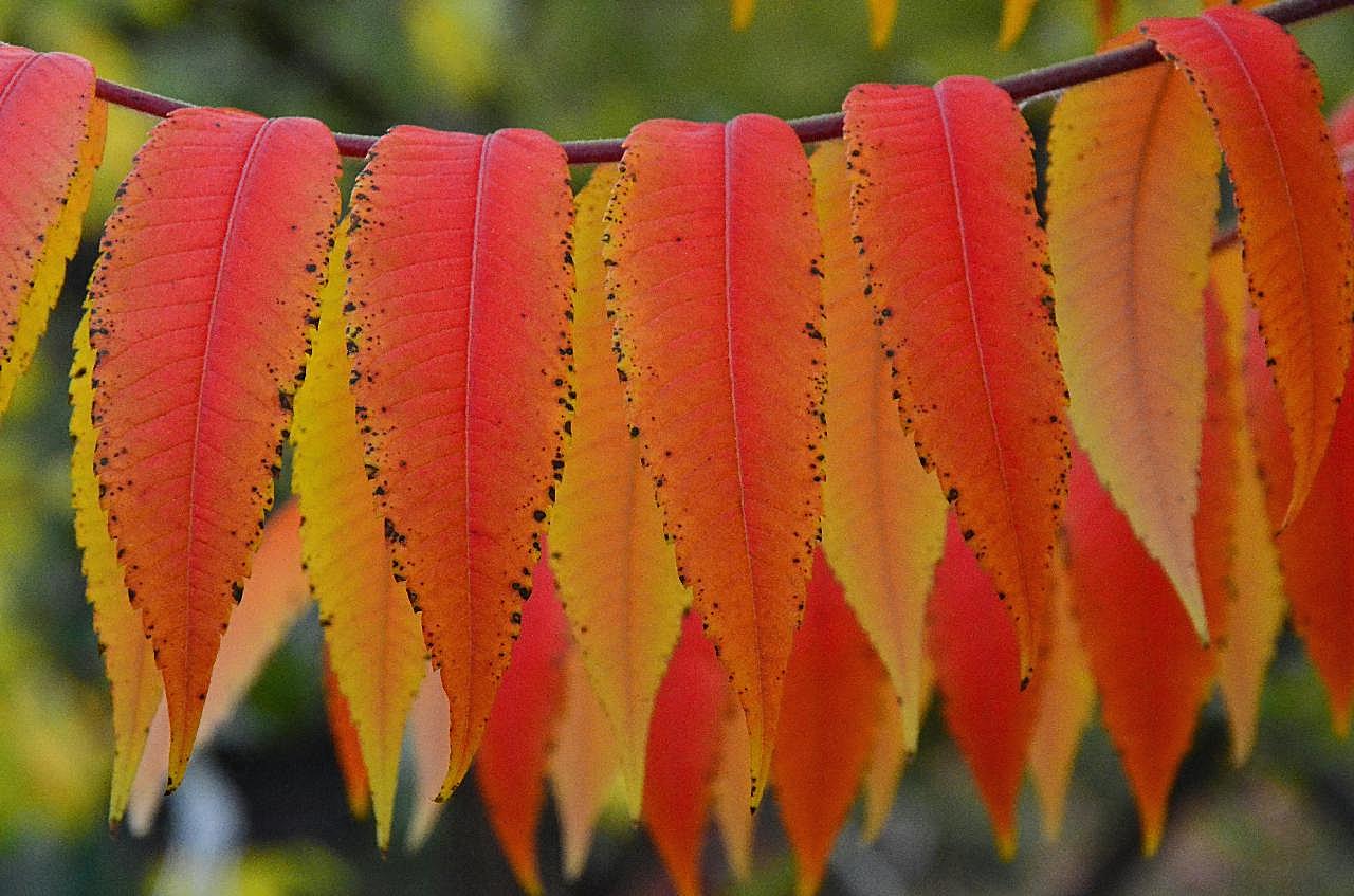 秋天漂亮红叶子图片高清摄影