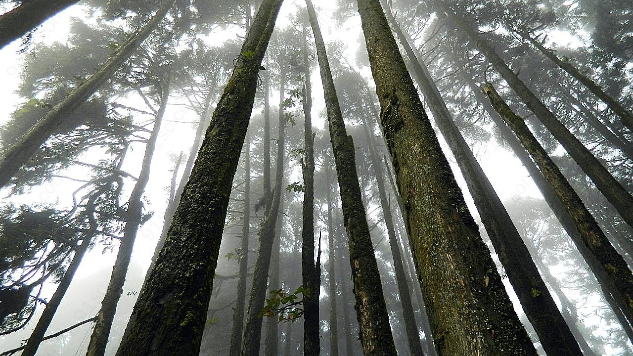 山野树木图片景观摄影