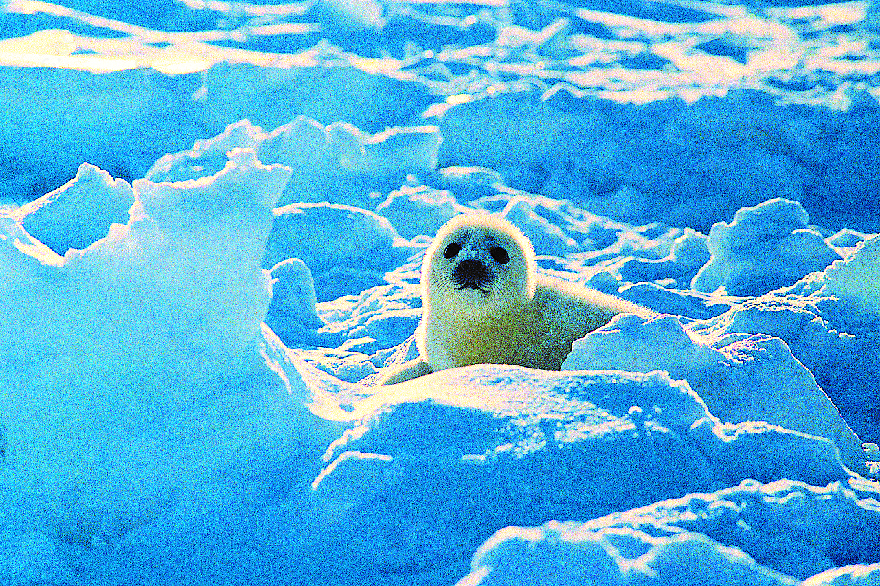 冰天雪地里的可爱海豹图片高清摄影