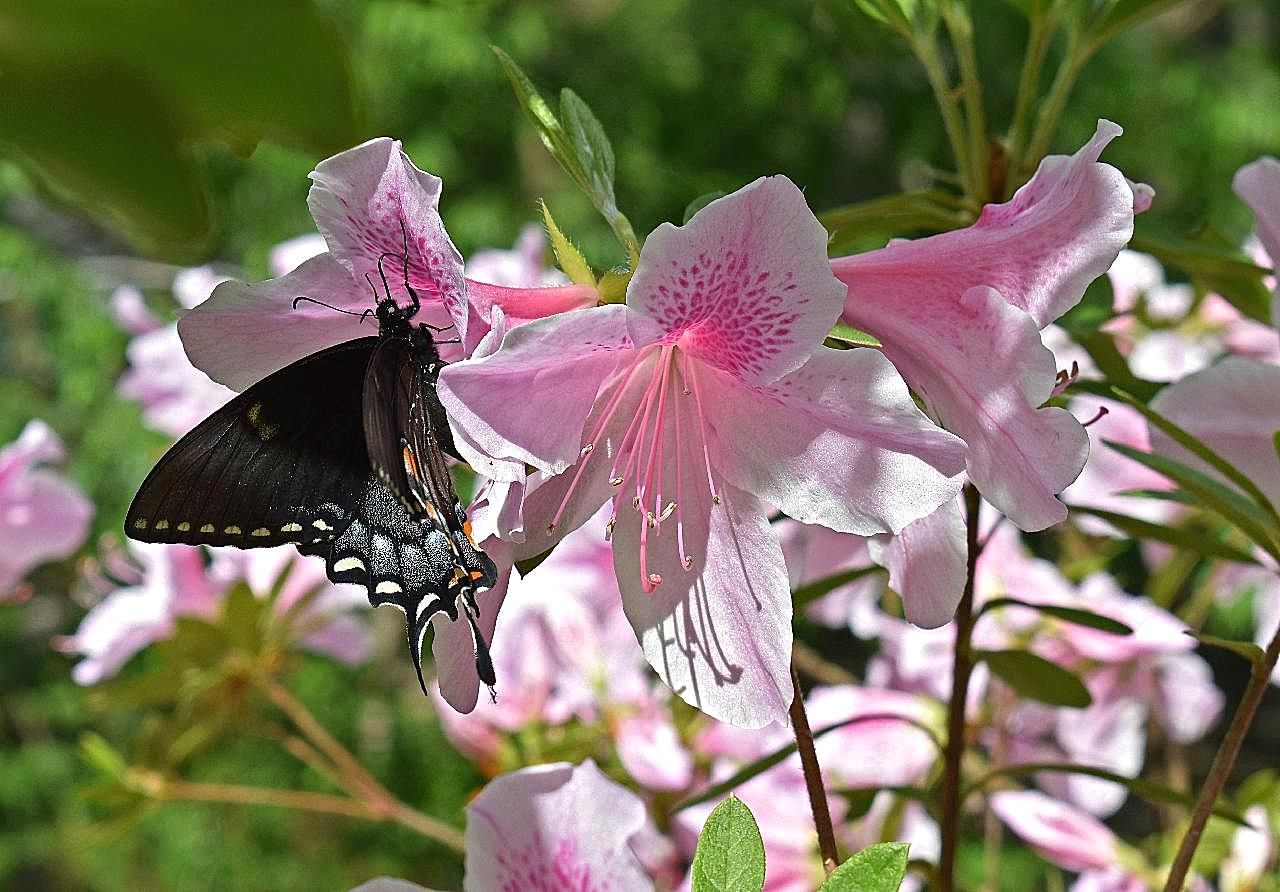 杜鹃花和凤尾蝶图片高清摄影