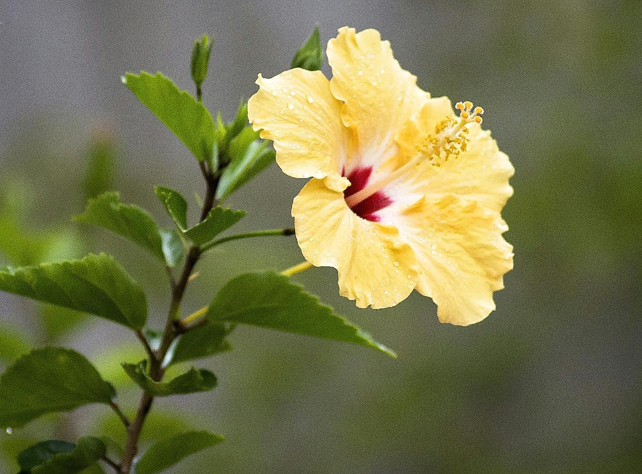 芙蓉花图片高清