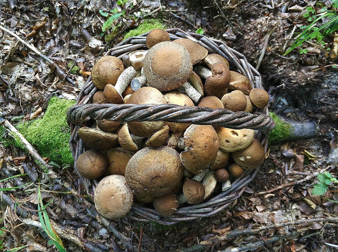 森林采摘食用图片摄影高清