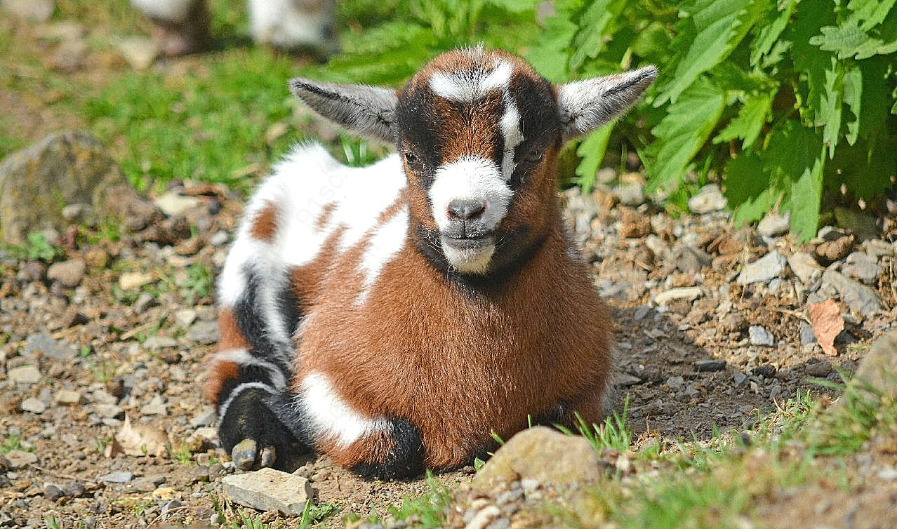 刚出生的小山羊图片动物图片