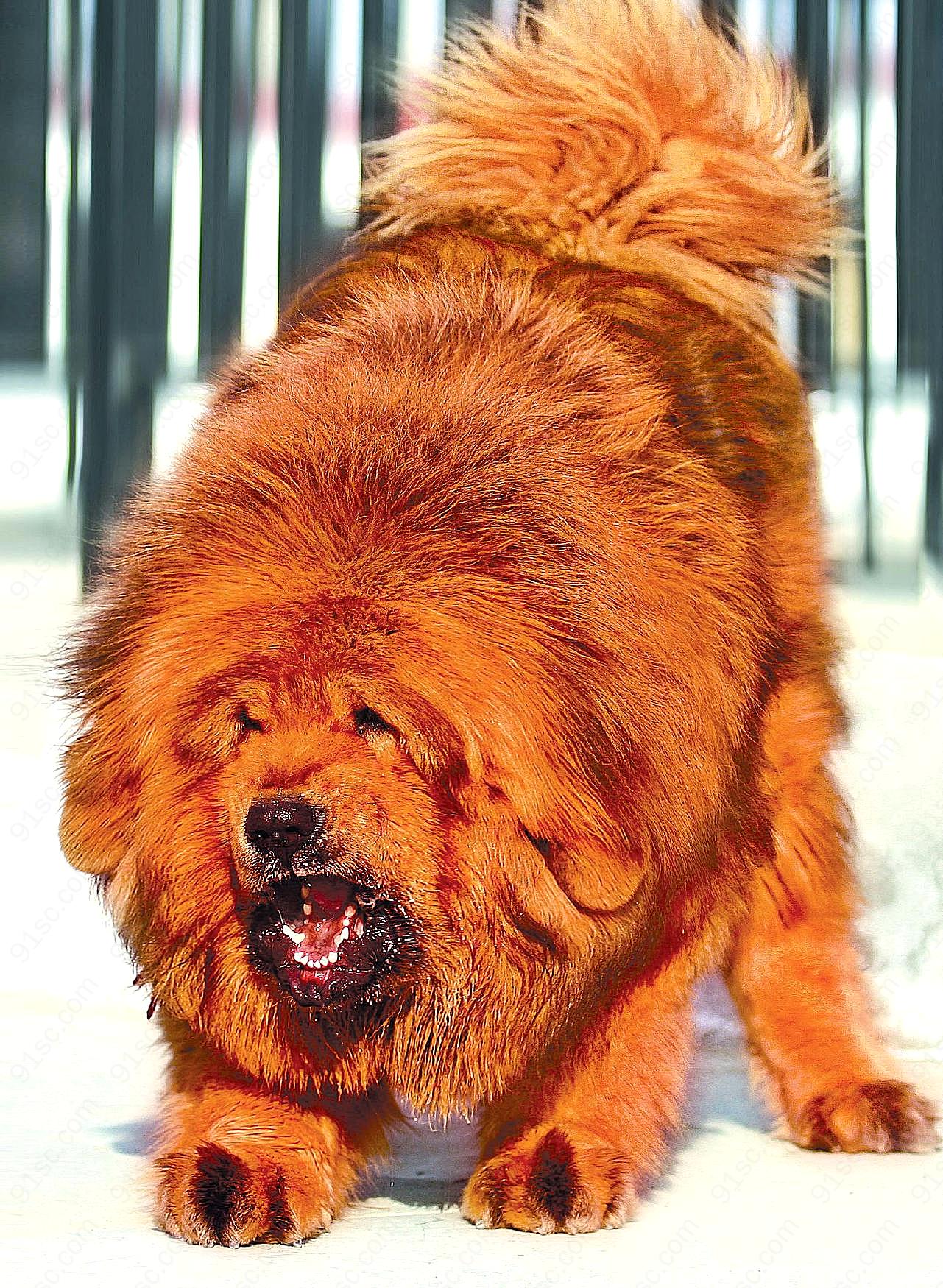 狮头藏獒图片下载狗
