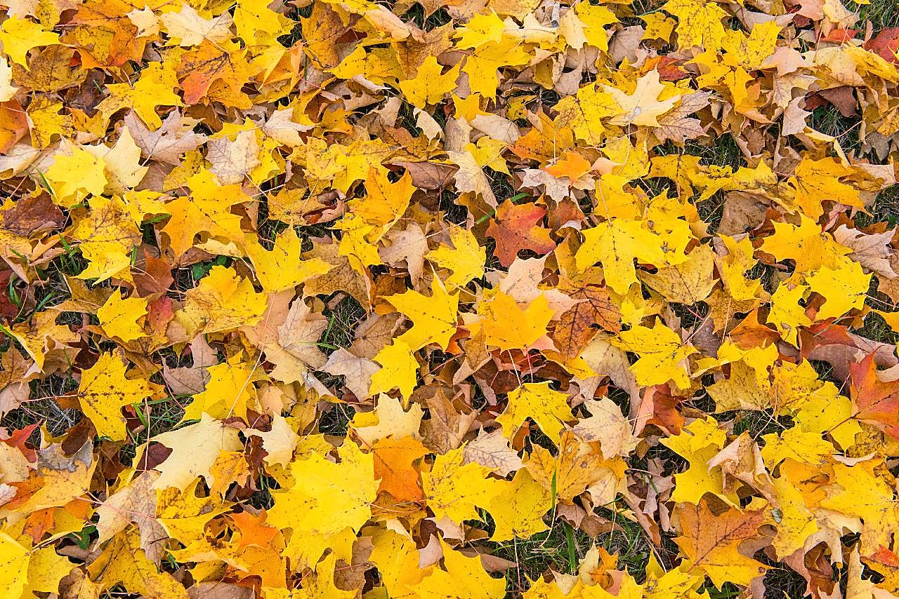 秋天地面落叶图片高清摄影
