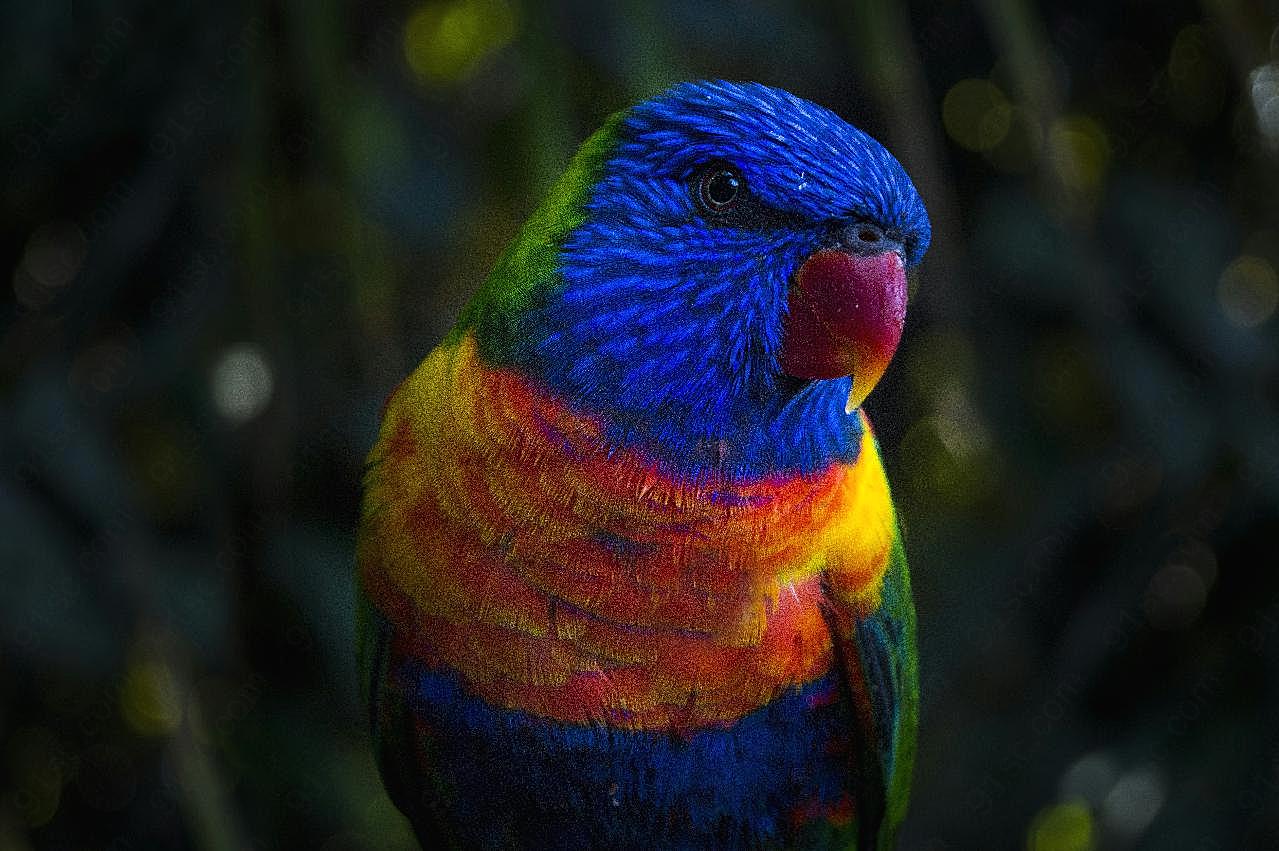 彩虹吸蜜鹦鹉图片高清摄影
