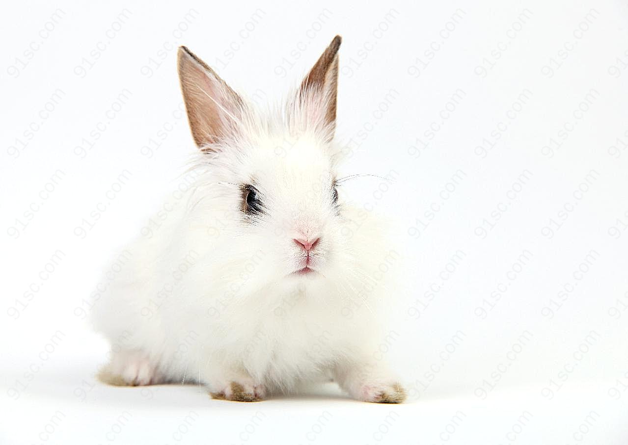 可爱小白兔图片下载兔子