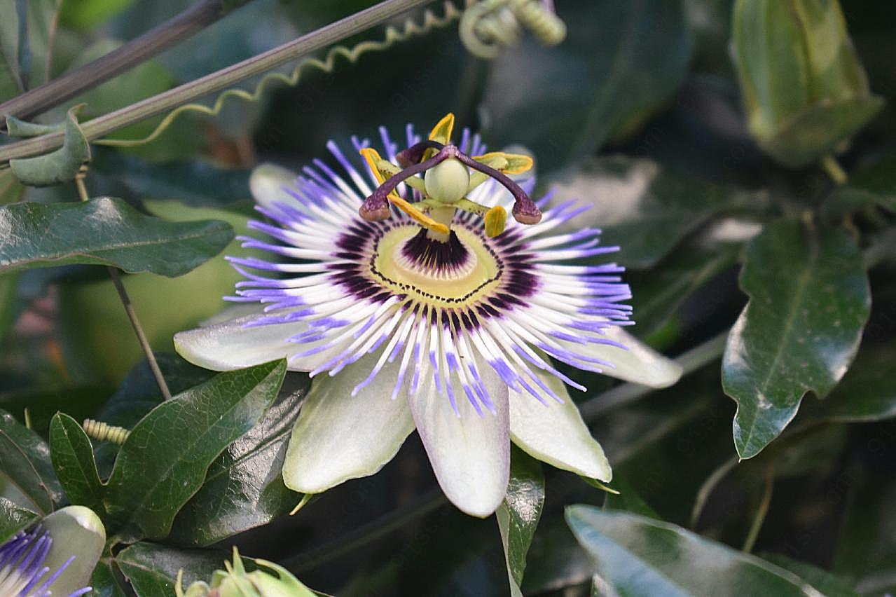 百香果花朵特写图片摄影