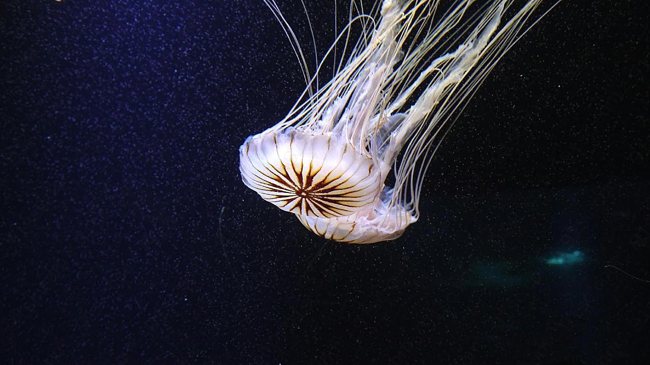 黑星海刺水母的图片摄影