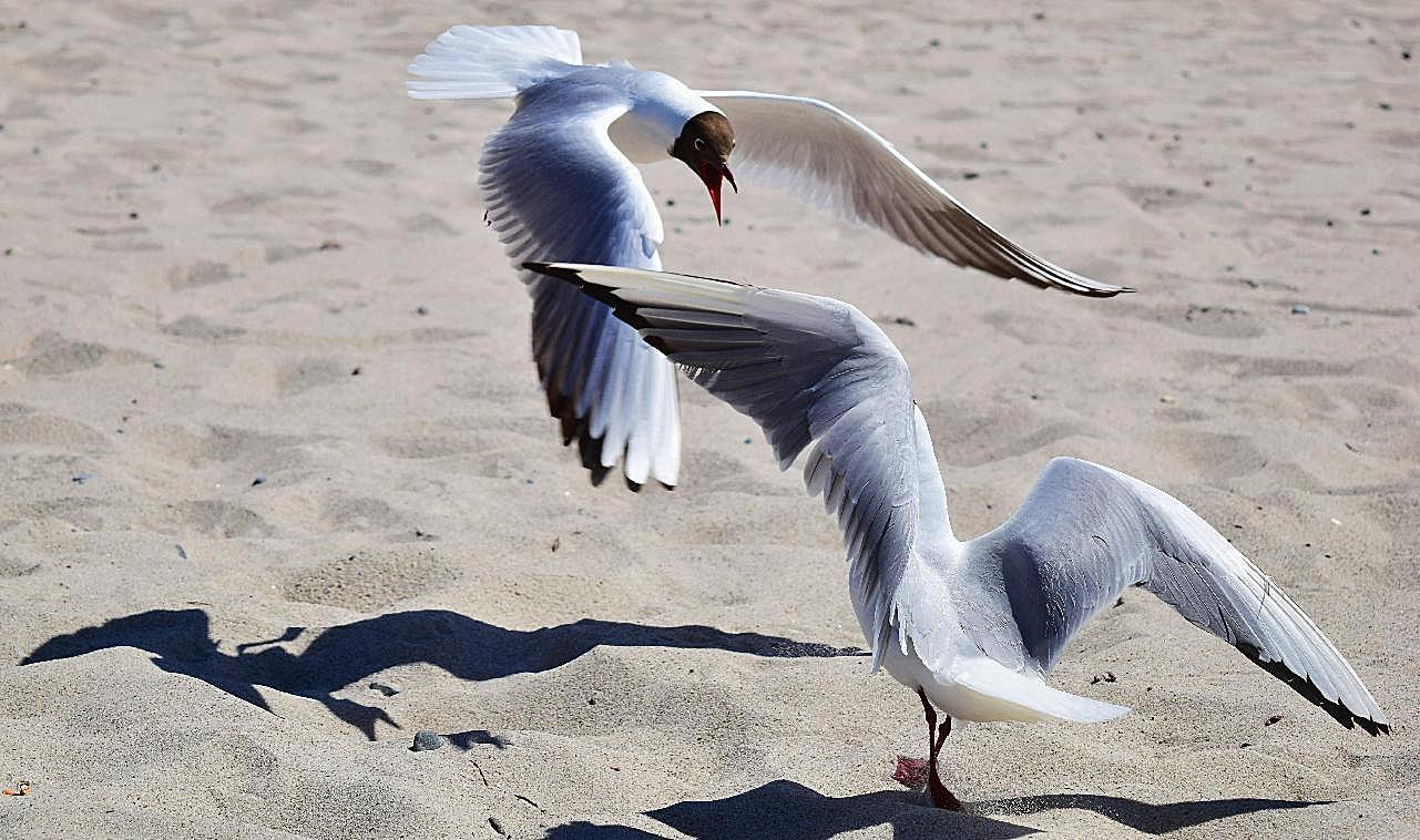 沙滩上嬉戏海鸥图片高清摄影