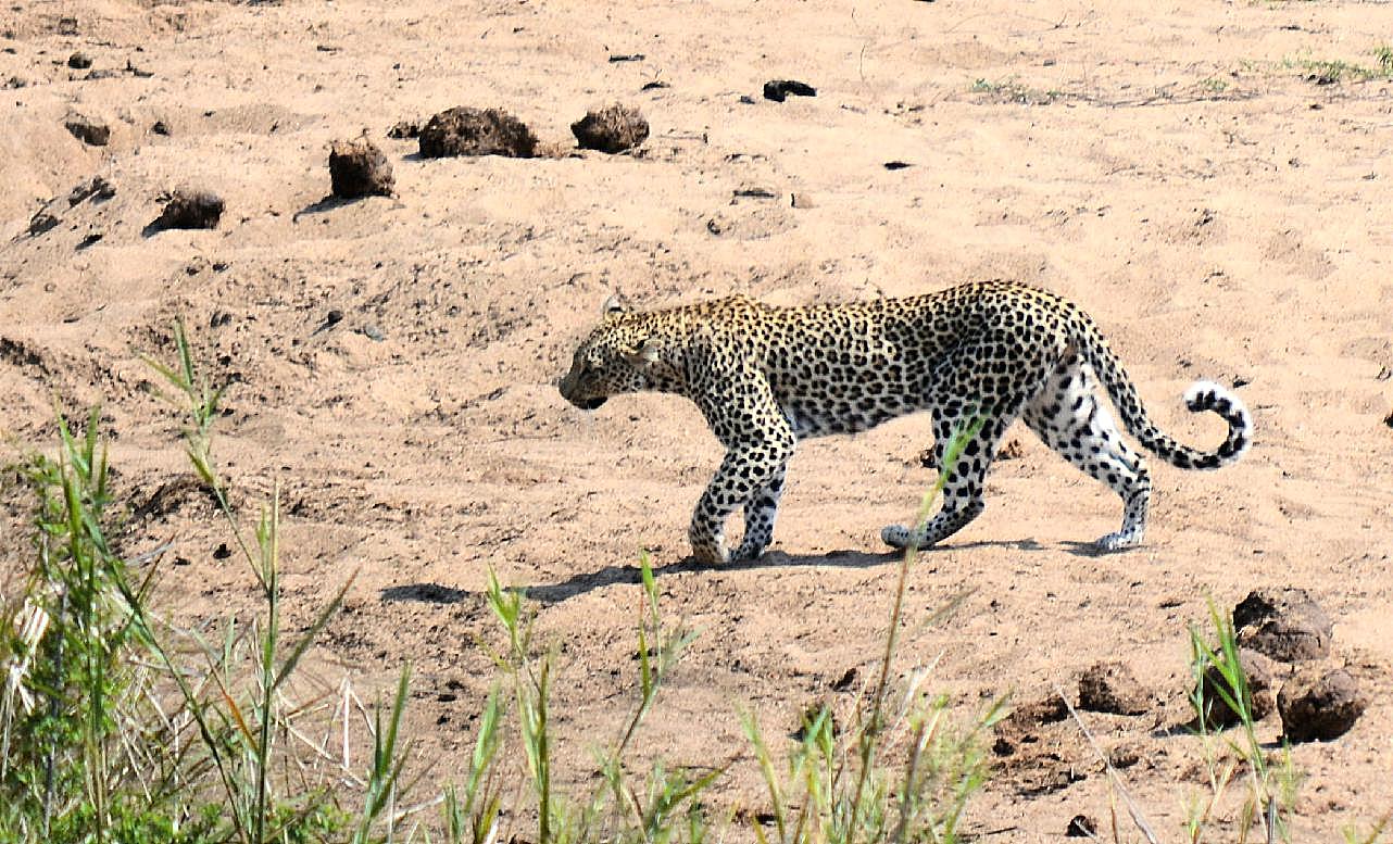 国家公园豹子图片高清摄影