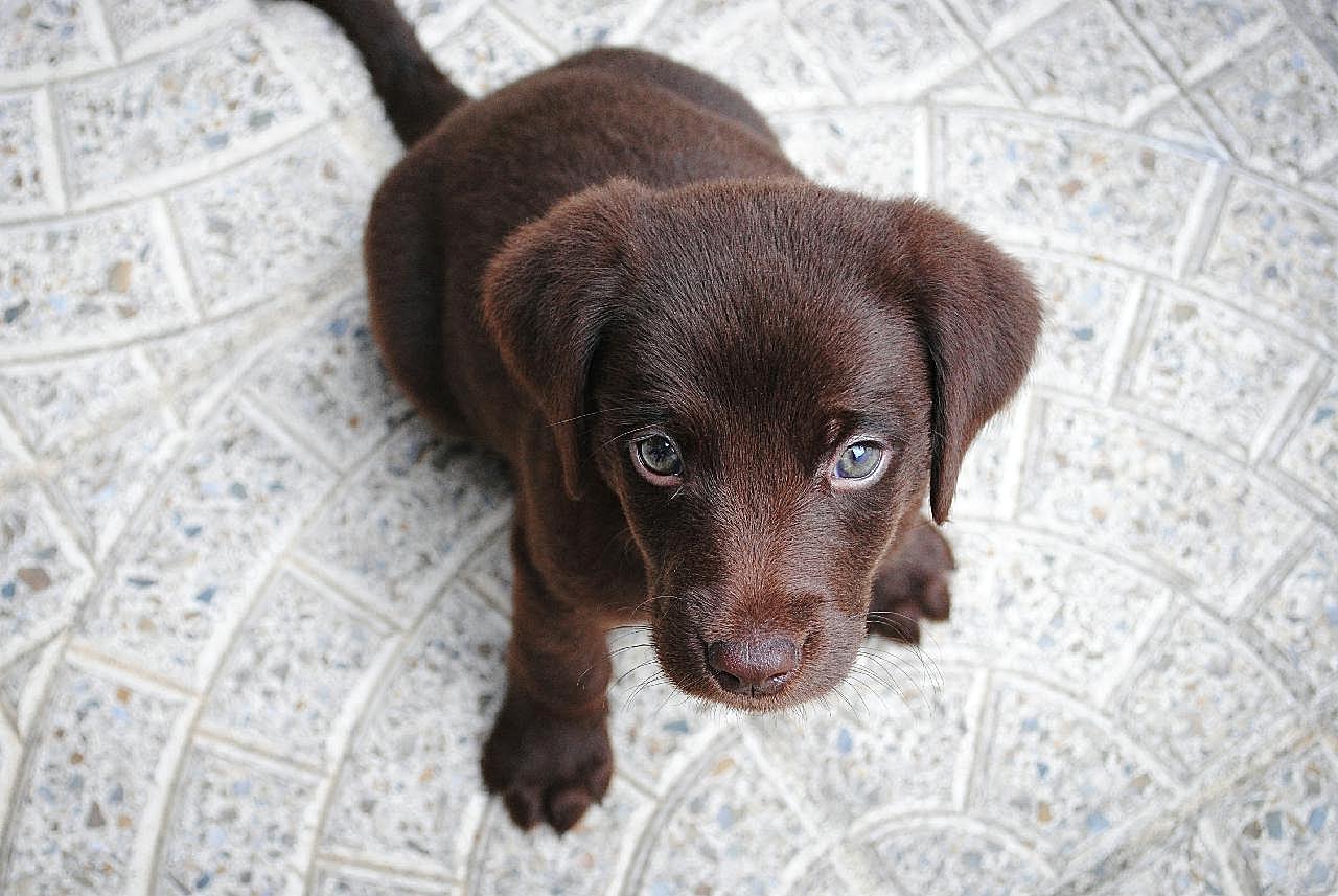 拉布拉多幼犬图片高清摄影