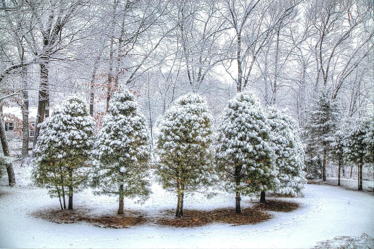冬季森林景观图片雪景