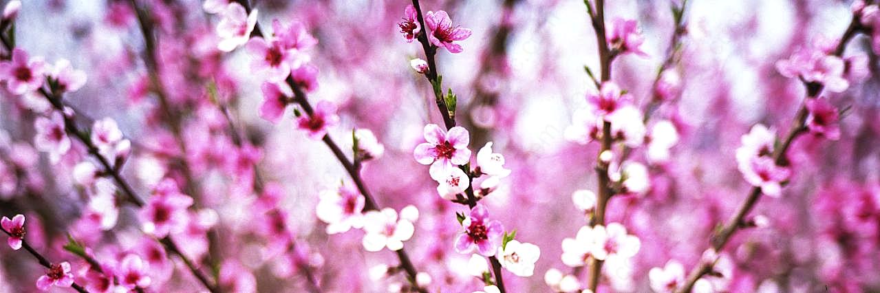 春天桃花图片高清摄影