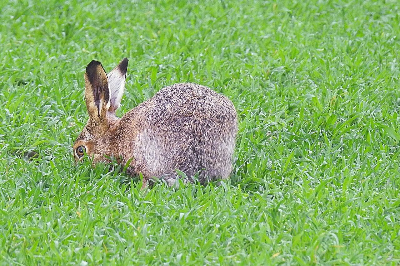 野兔吃草图片摄影