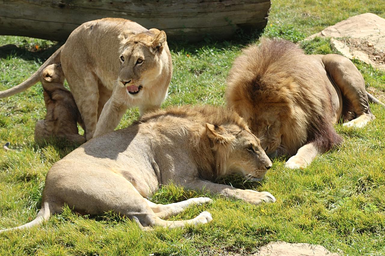 动物园狮子观赏图片高清摄影
