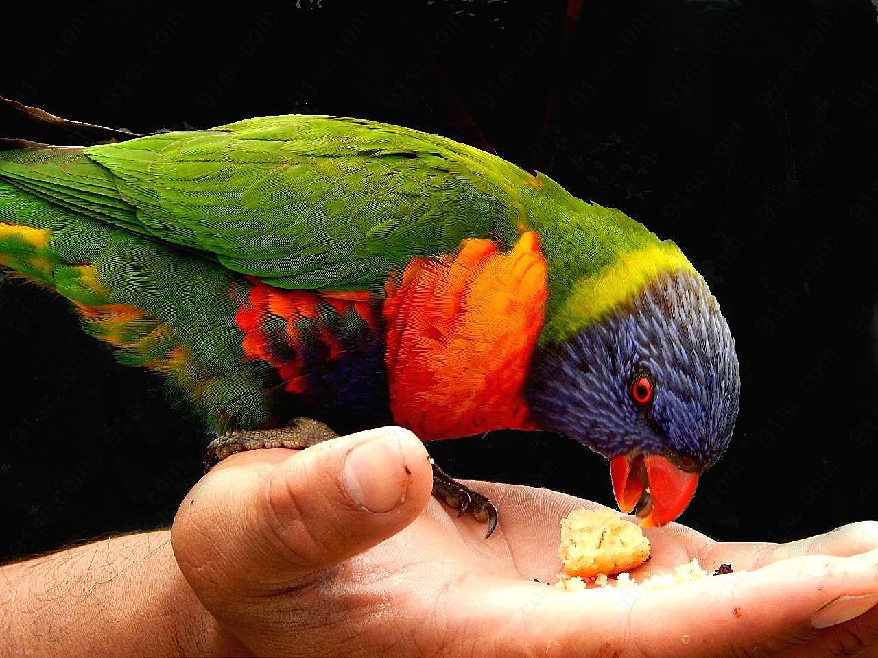 澳洲彩虹鹦鹉图片摄影高清