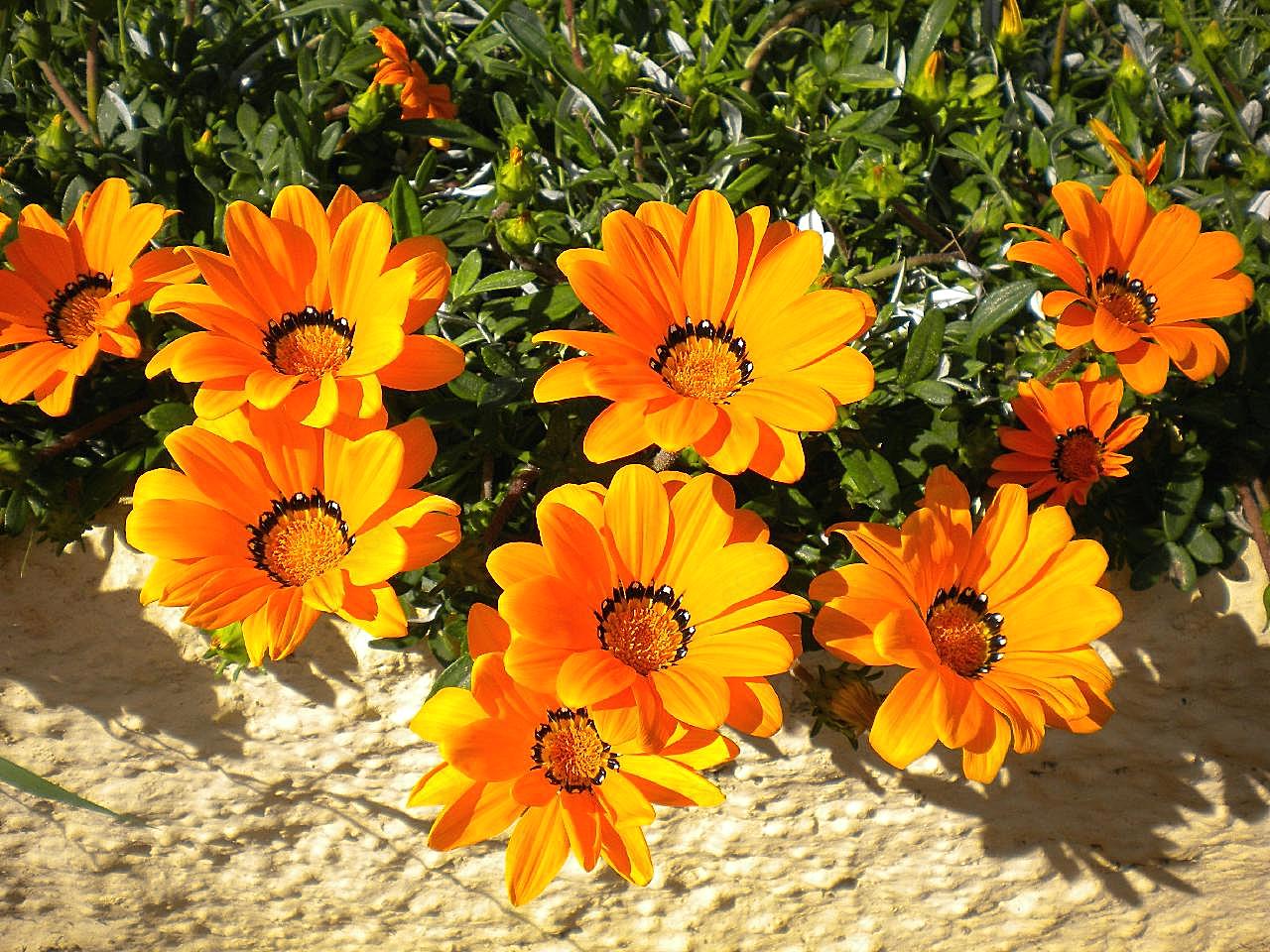 灿烂的橙色花朵图片摄影高清