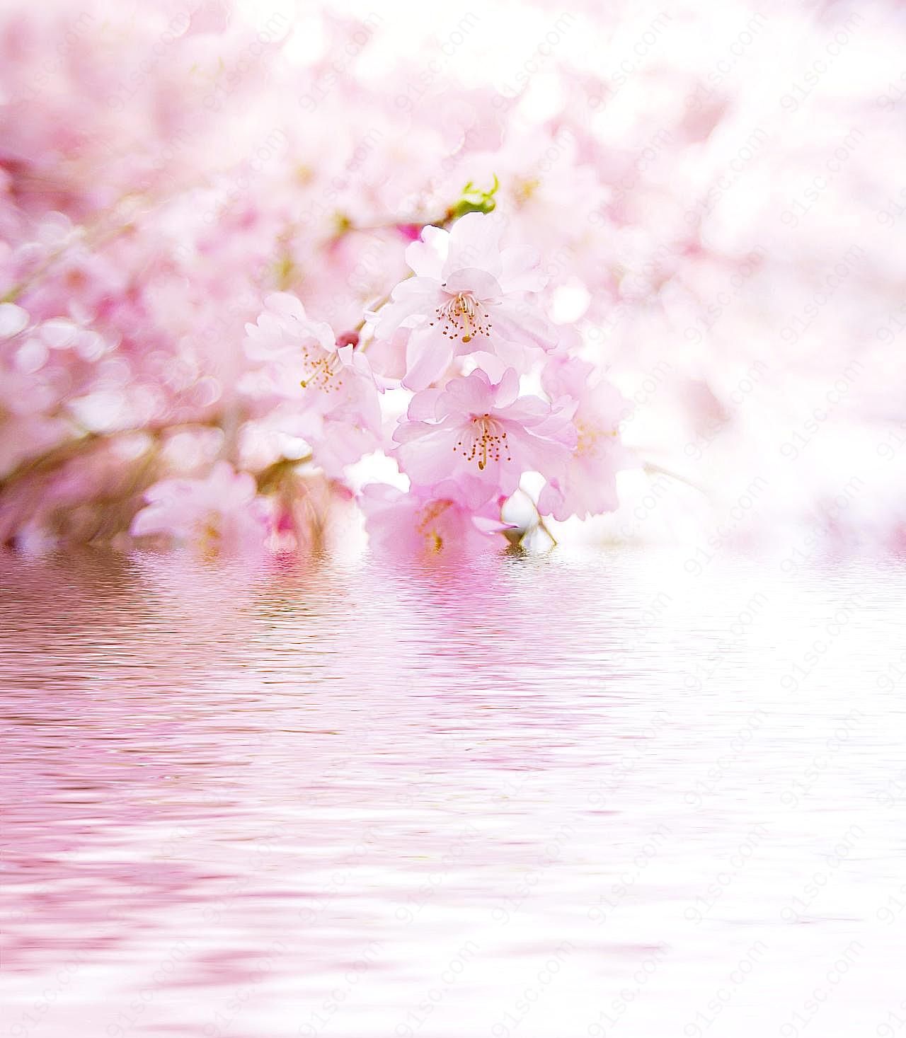 高清粉红鲜花图片下载摄影